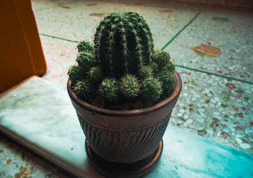 仙人掌, 仙人掌植物, 仙人掌花 的 免费素材图片