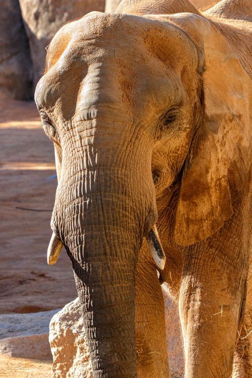 Free Detailed view of an African elephant's face in a sunny outdoor setting. Stock Photo