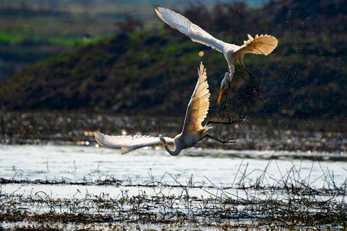 Free Two egrets engage in a stunning mid-flight confrontation over a tranquil water body. Stock Photo