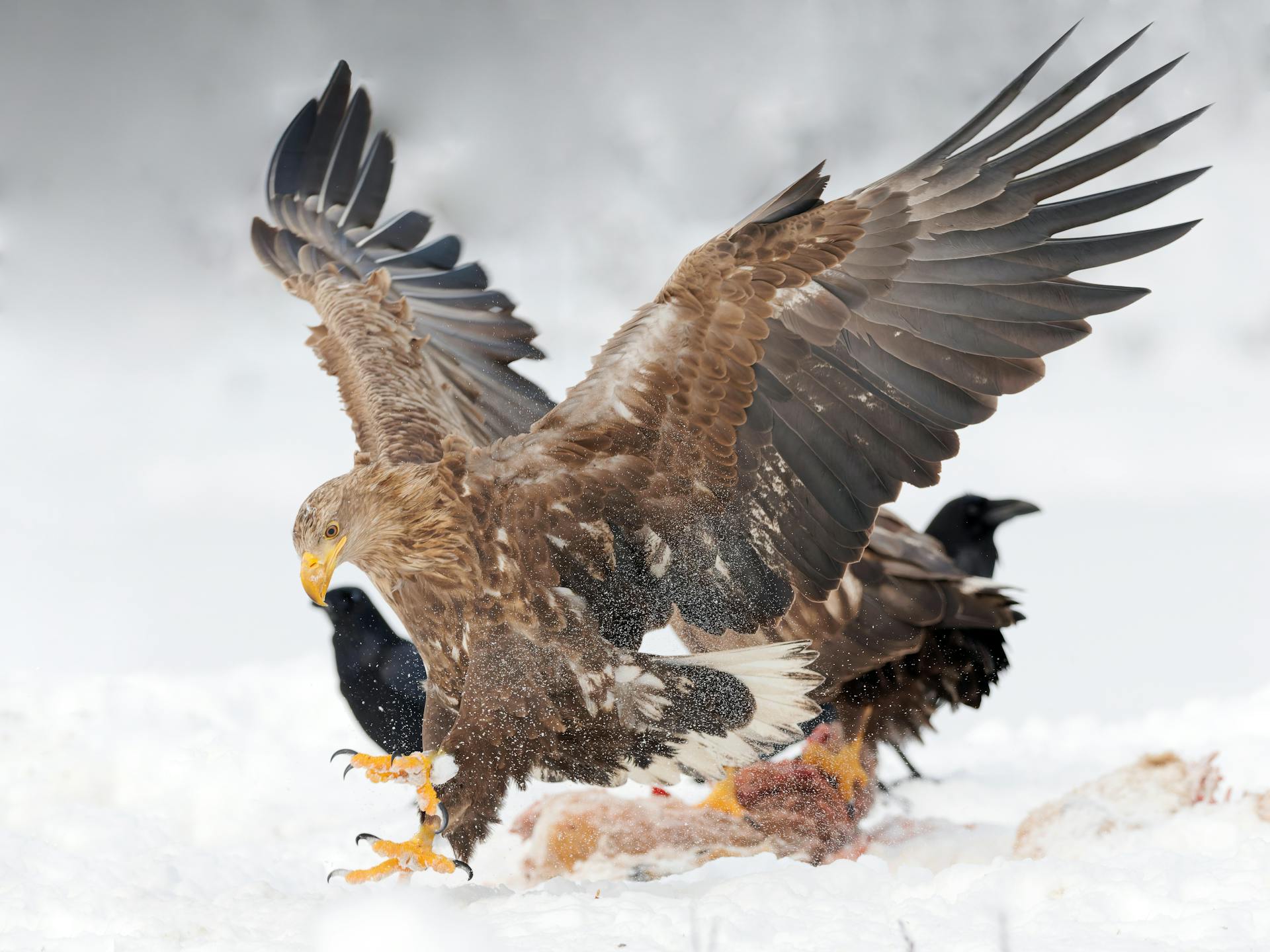 Majestic white-tailed eagle hunting in snow-covered landscape, displaying powerful wingspan.