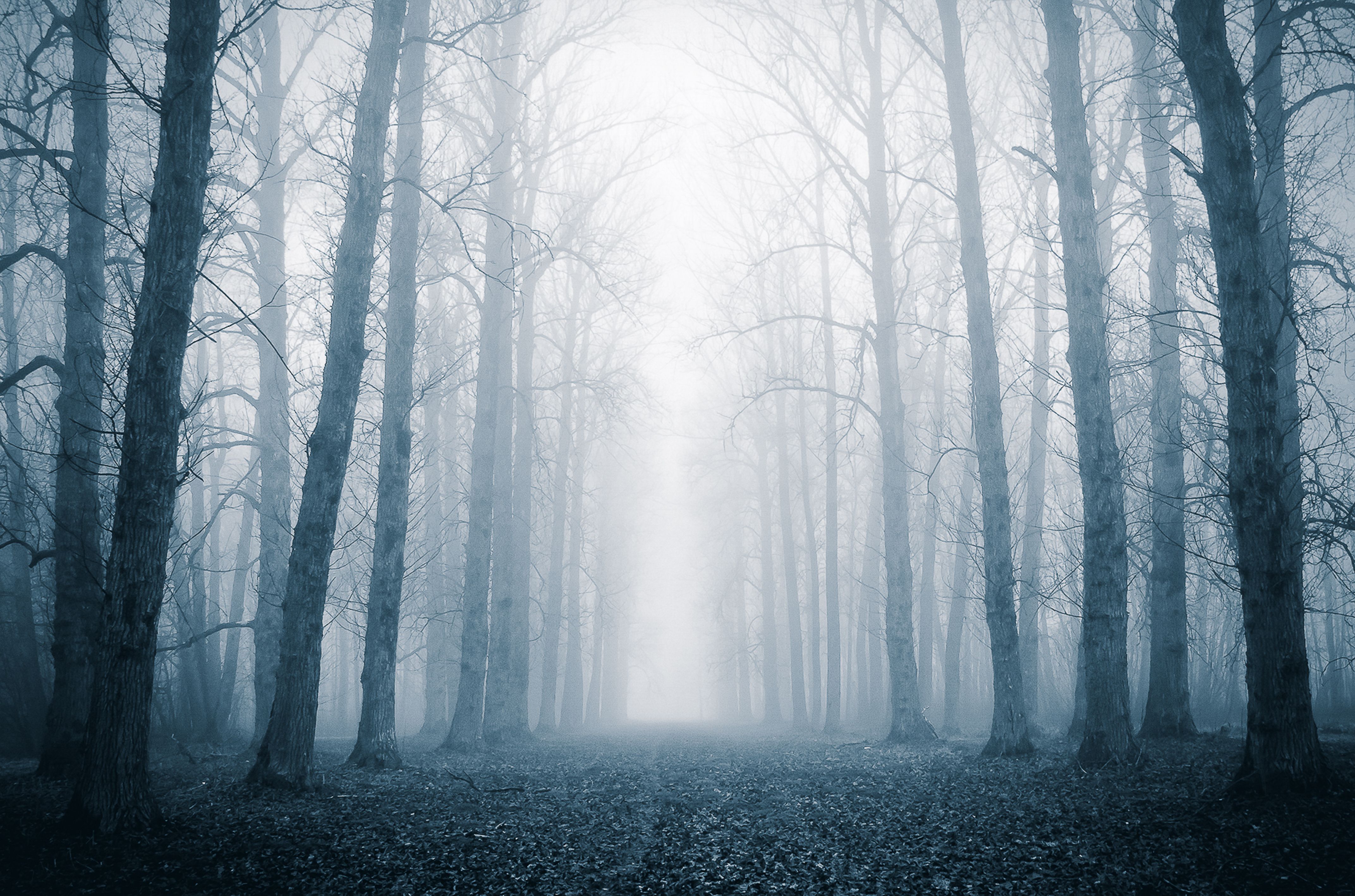 Mystical Foggy Forest Path Lined by Tall Trees · Free Stock Photo