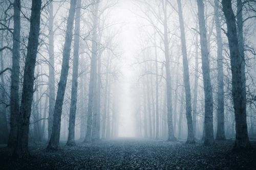 Free Eerie fog envelops a bare winter forest path, creating a mystical atmosphere. Stock Photo