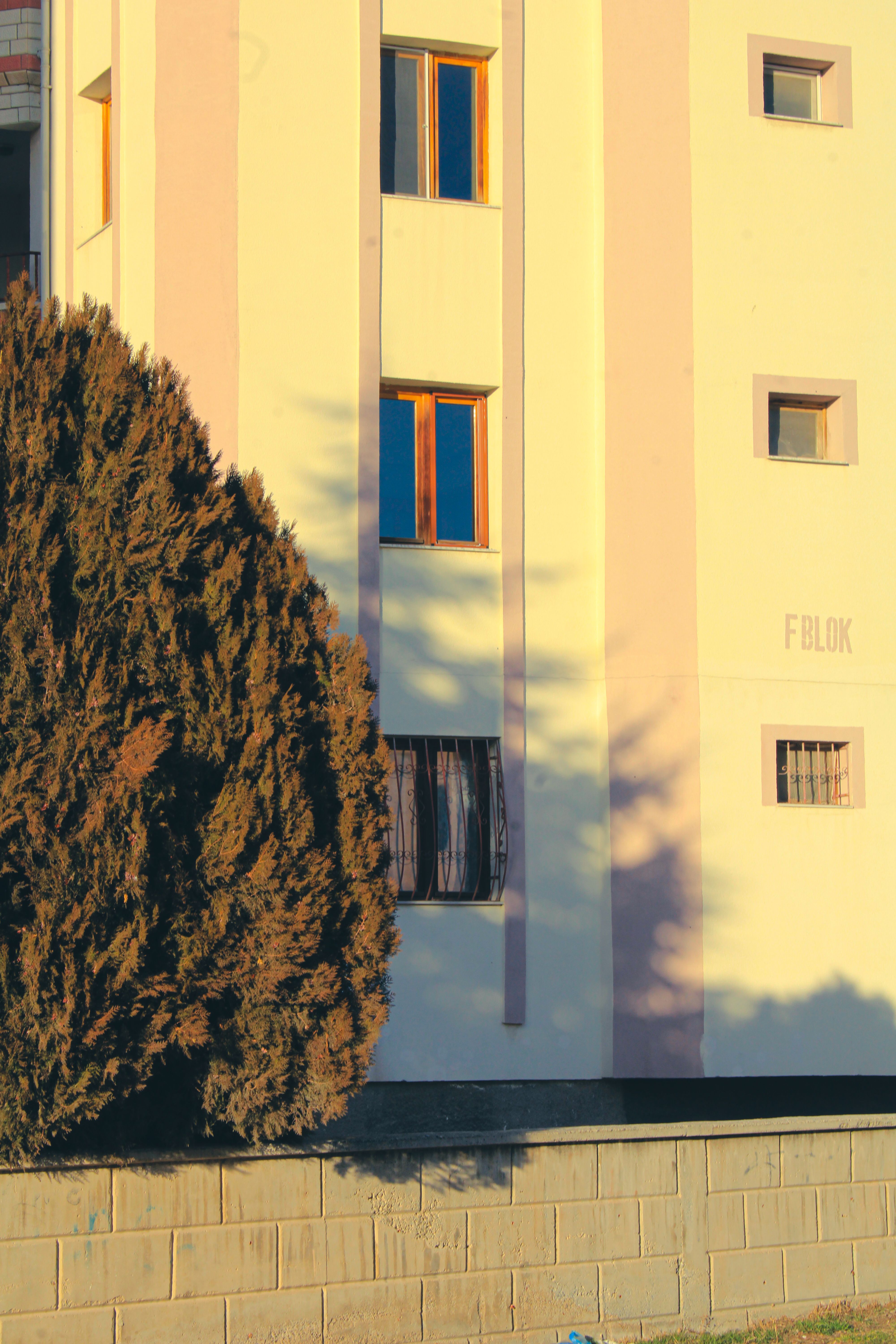 Warm afternoon sun casts tree shadow on building facade. Urban architecture.