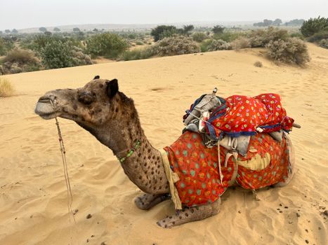 Jaisalmer camel safari with dune dinner — Rajasthan