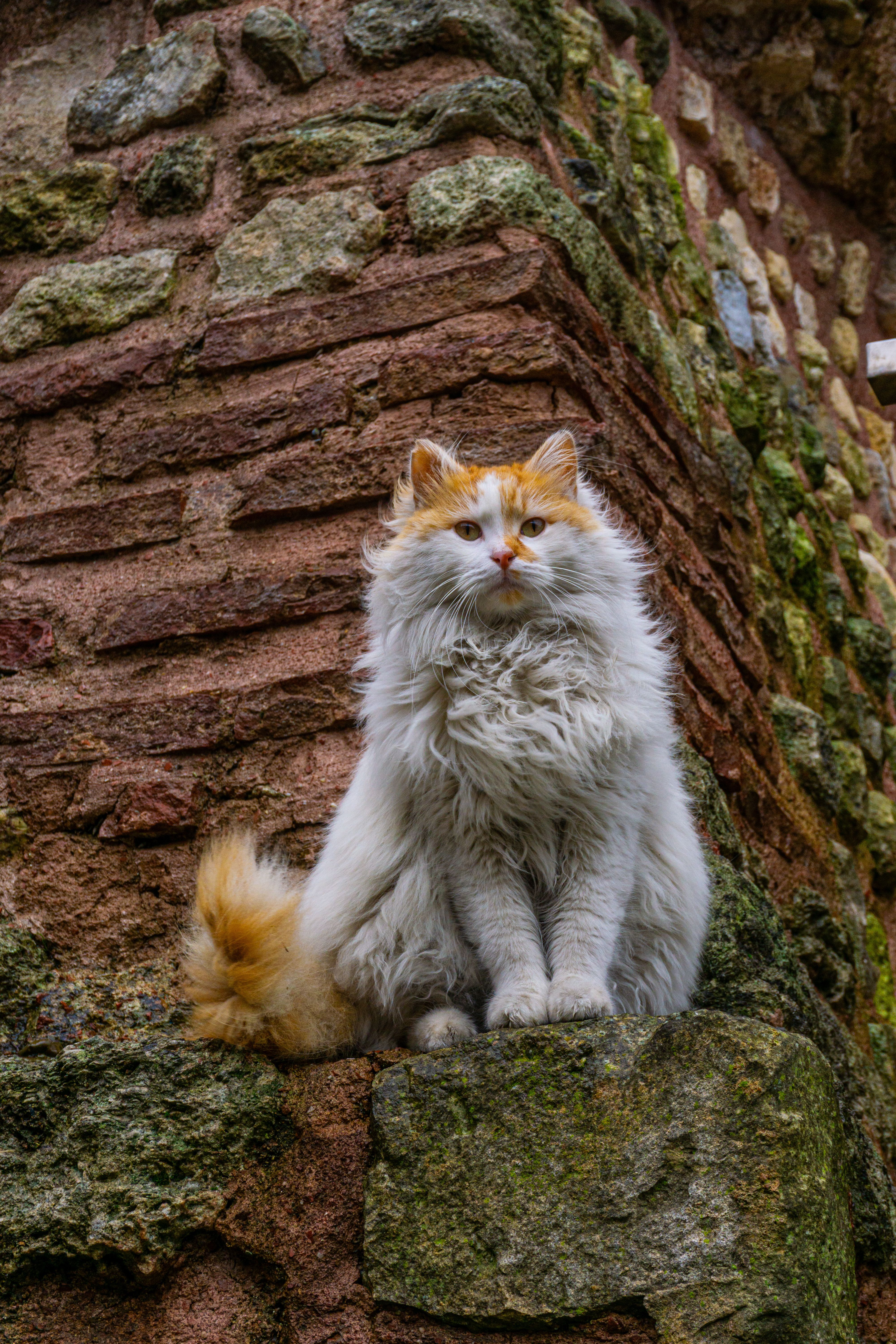 Majestic Long-Haired Cat Perched on Rustic Wall · Free Stock Photo