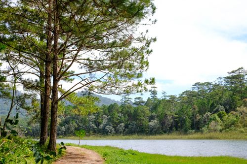 Free Sunlit forest path beside a tranquil lake surrounded by lush greenery. Stock Photo