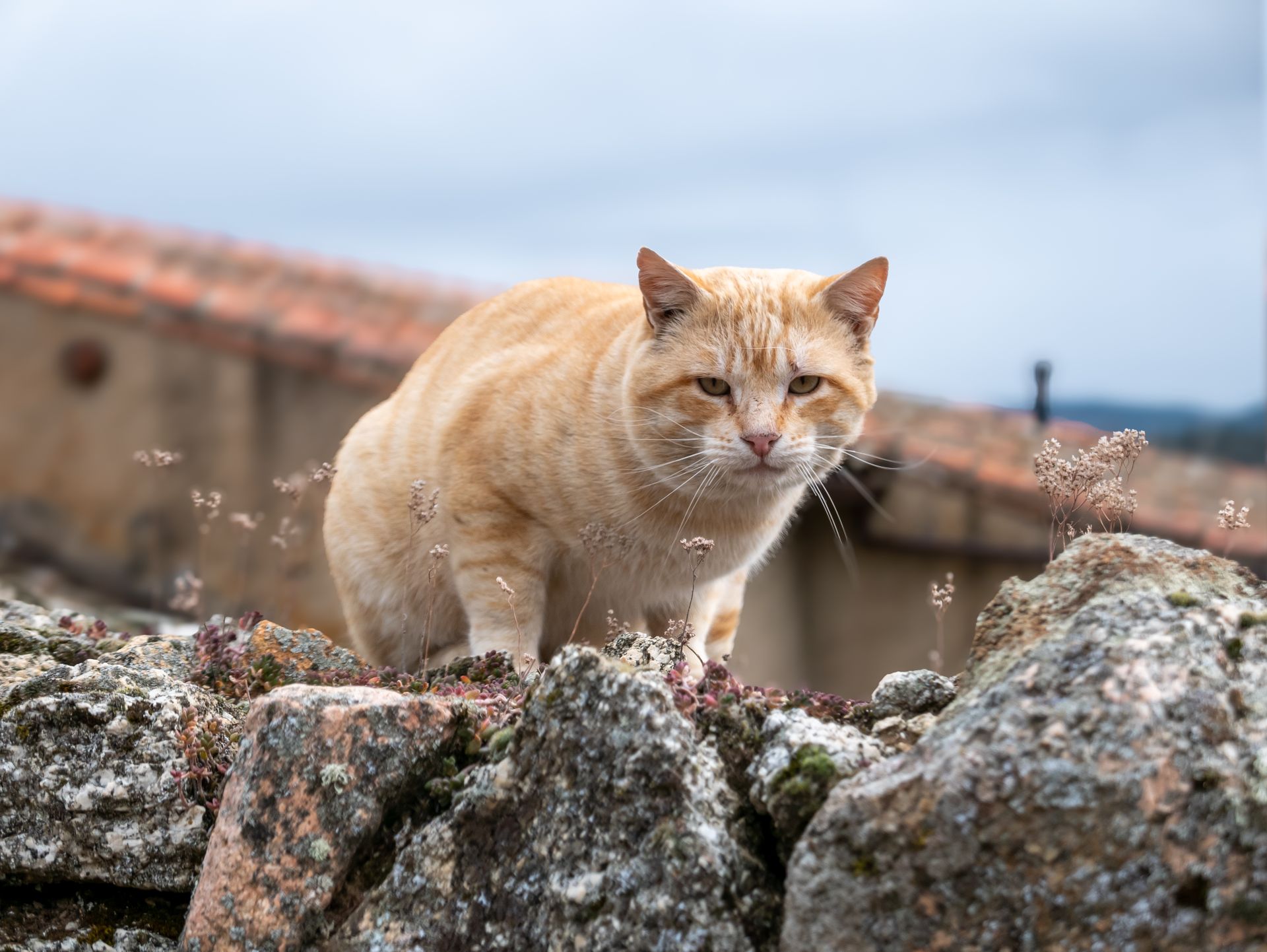 A ginger cat perched on rocky terrain in a rustic village setting.