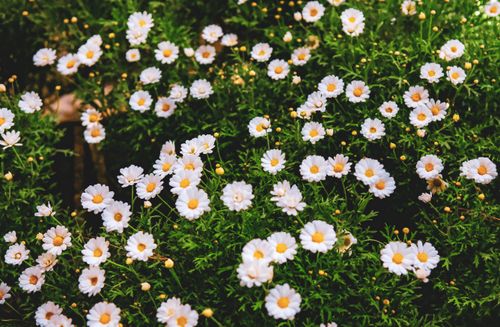 Free Vibrant field of white daisies against lush green foliage showcasing nature's elegance. Stock Photo