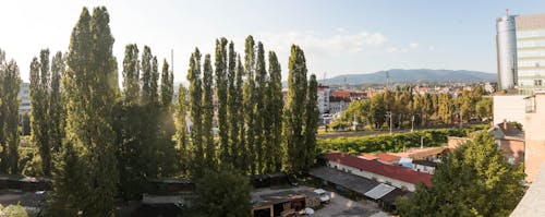 Foto d'estoc gratuïta de arbres, capvespre, ciutat