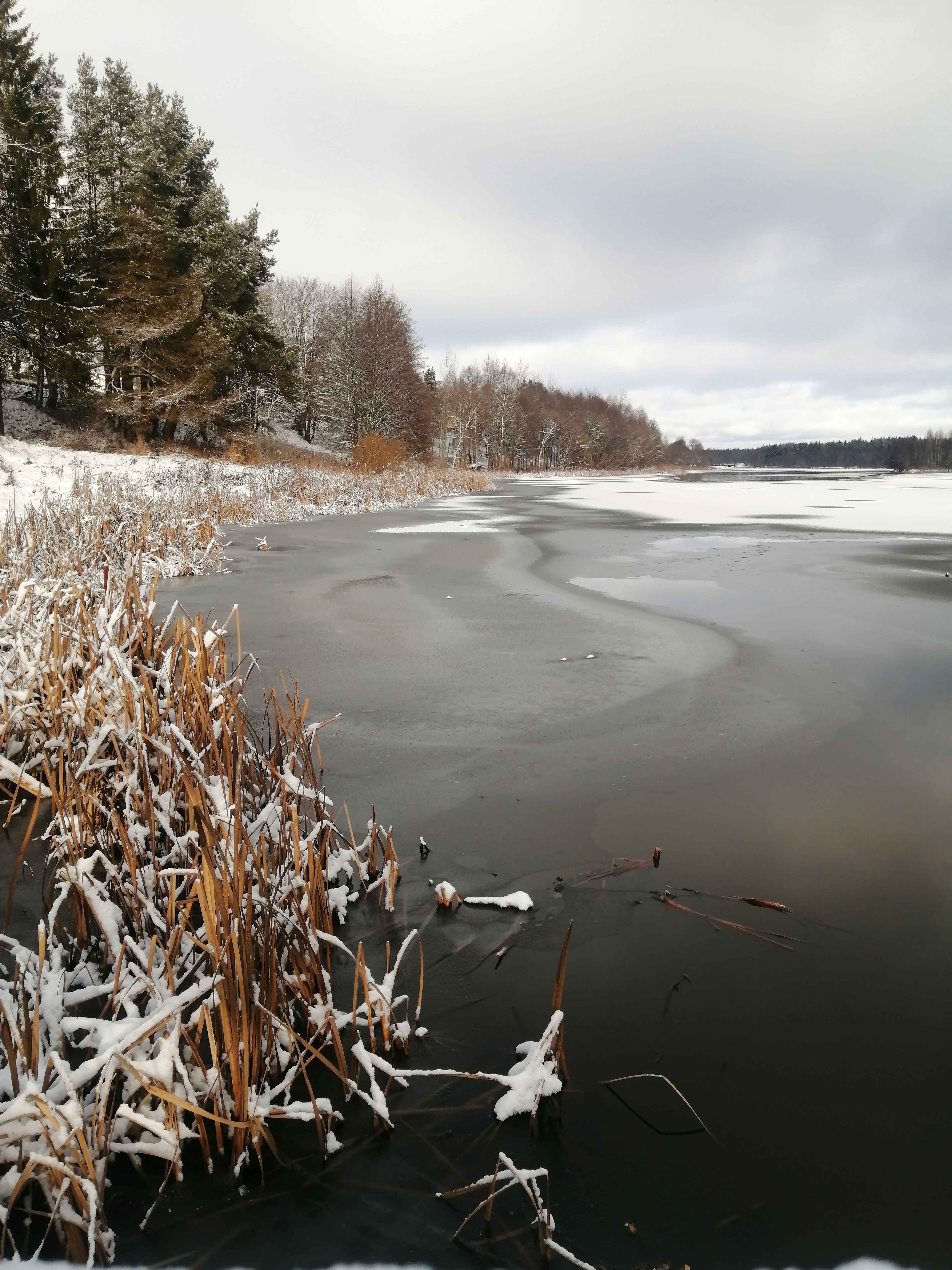 無料 雪に覆われた葦や木々が生い茂る凍った湖畔の静かな冬景色。 写真素材