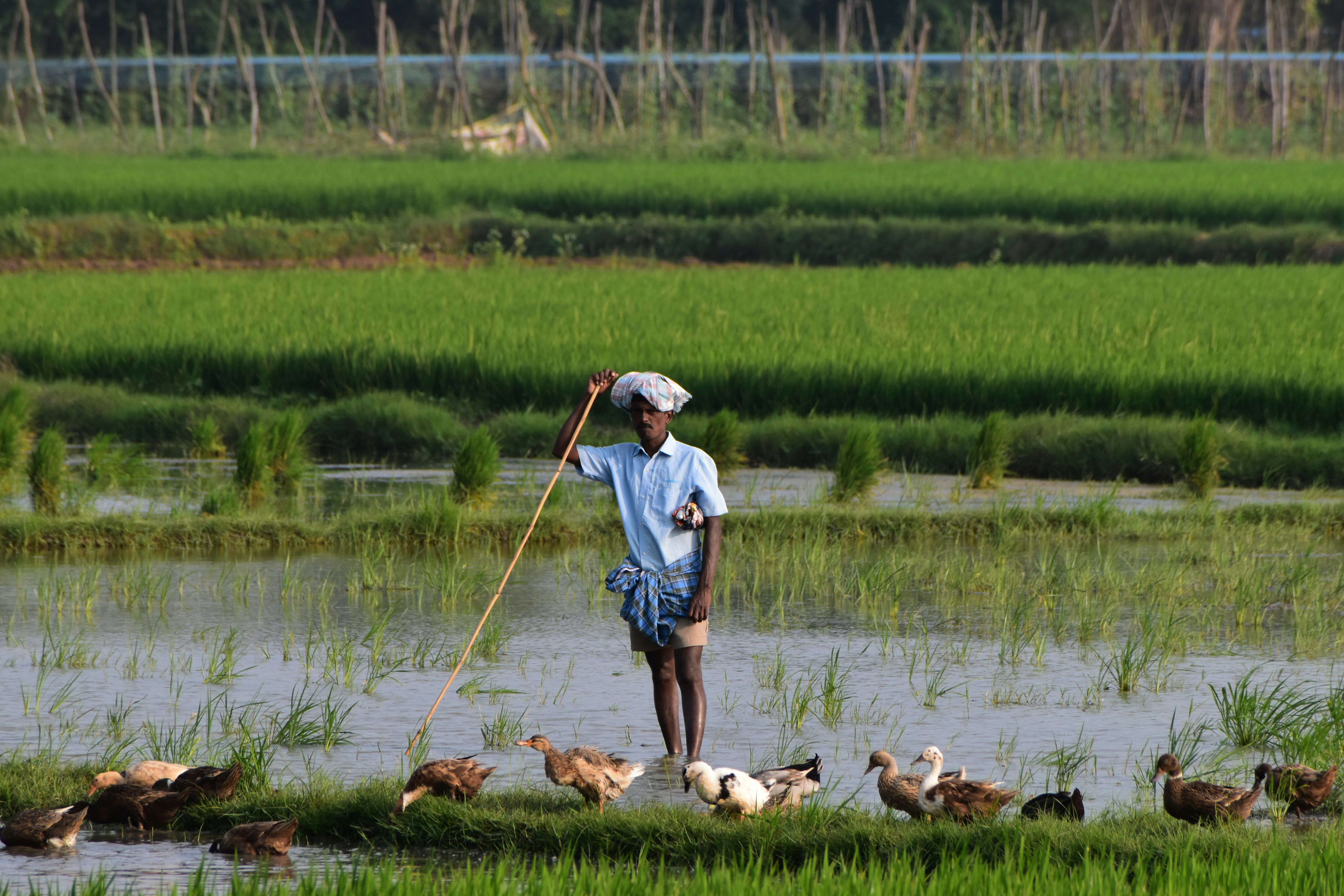Farmer guiding ducks in lush green rice field · Free Stock Photo