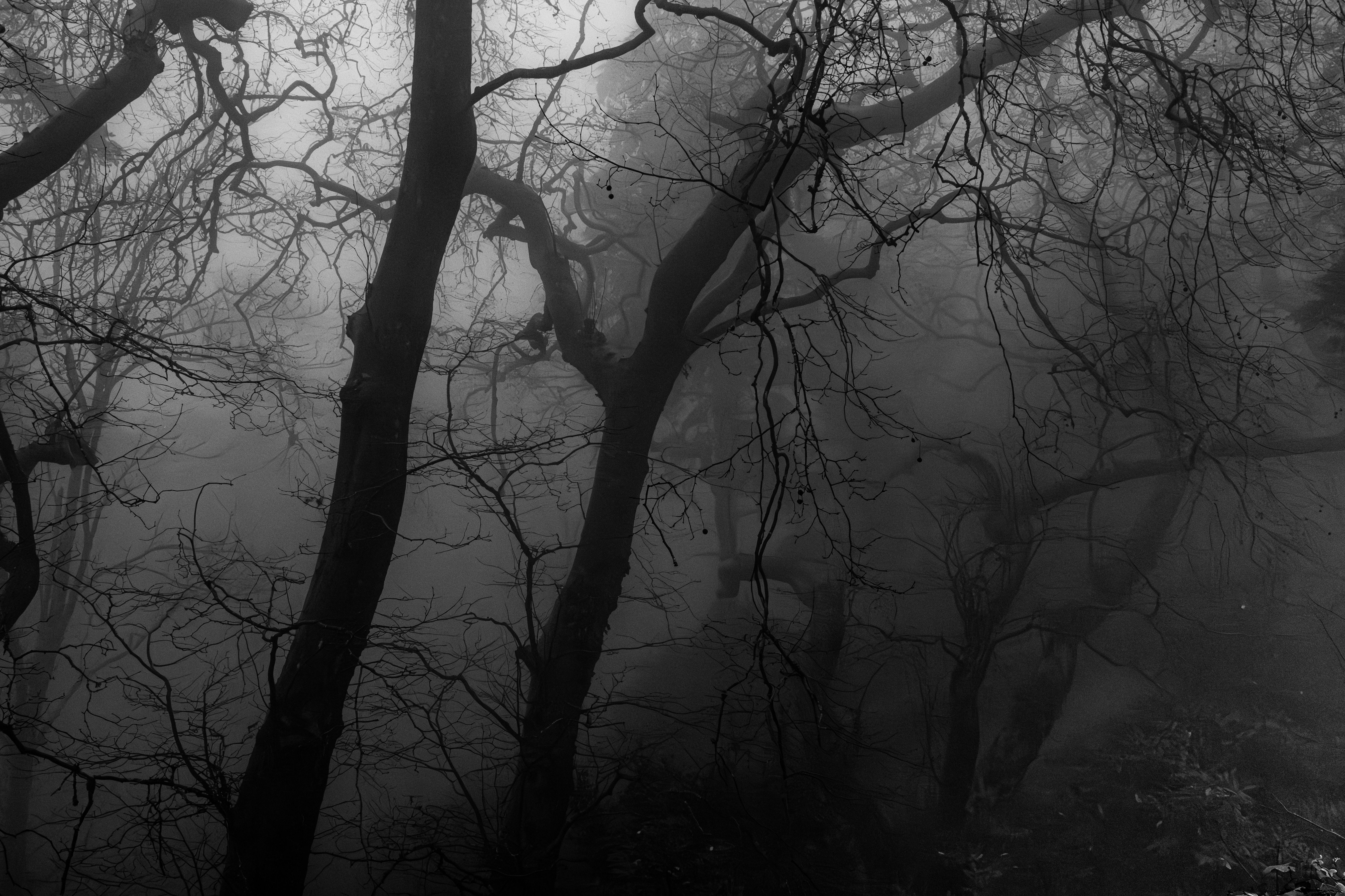Fotomural Una niebla misteriosa envuelve los árboles de un bosque de Sintra, creando una atmósfera inquietante.