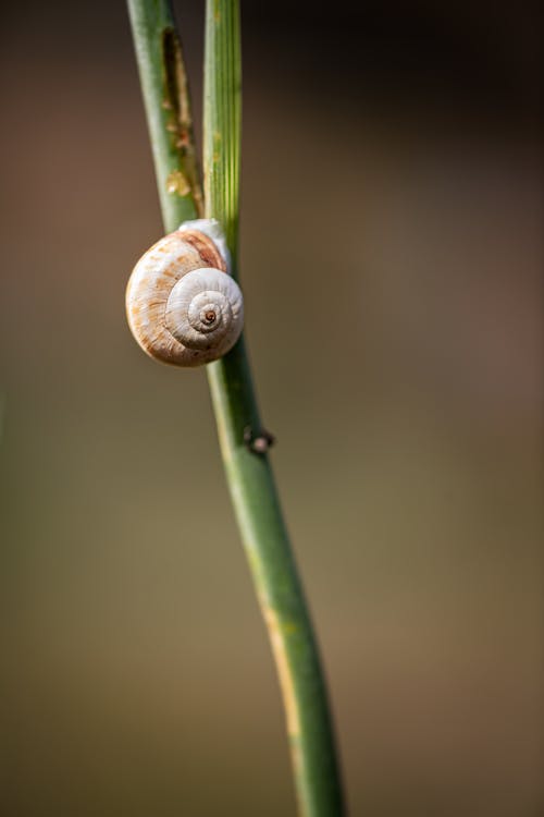 Caracol Cinza Em Planta Verde