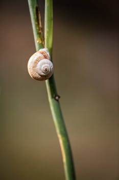 A detailed close-up of a small snail on a bamboo stalk, set against a soft blurred background.