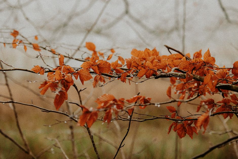 Een kleurrijke herfsttuin met inheemse planten. Een kleurrijke herfsttuin met inheemse planten.