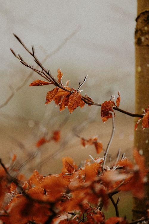 Free Close-up of vibrant orange leaves on a branch with frost, capturing the essence of late autumn. Stock Photo