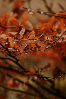 A beautiful close-up of wet autumn leaves in warm orange hues, capturing the essence of fall.