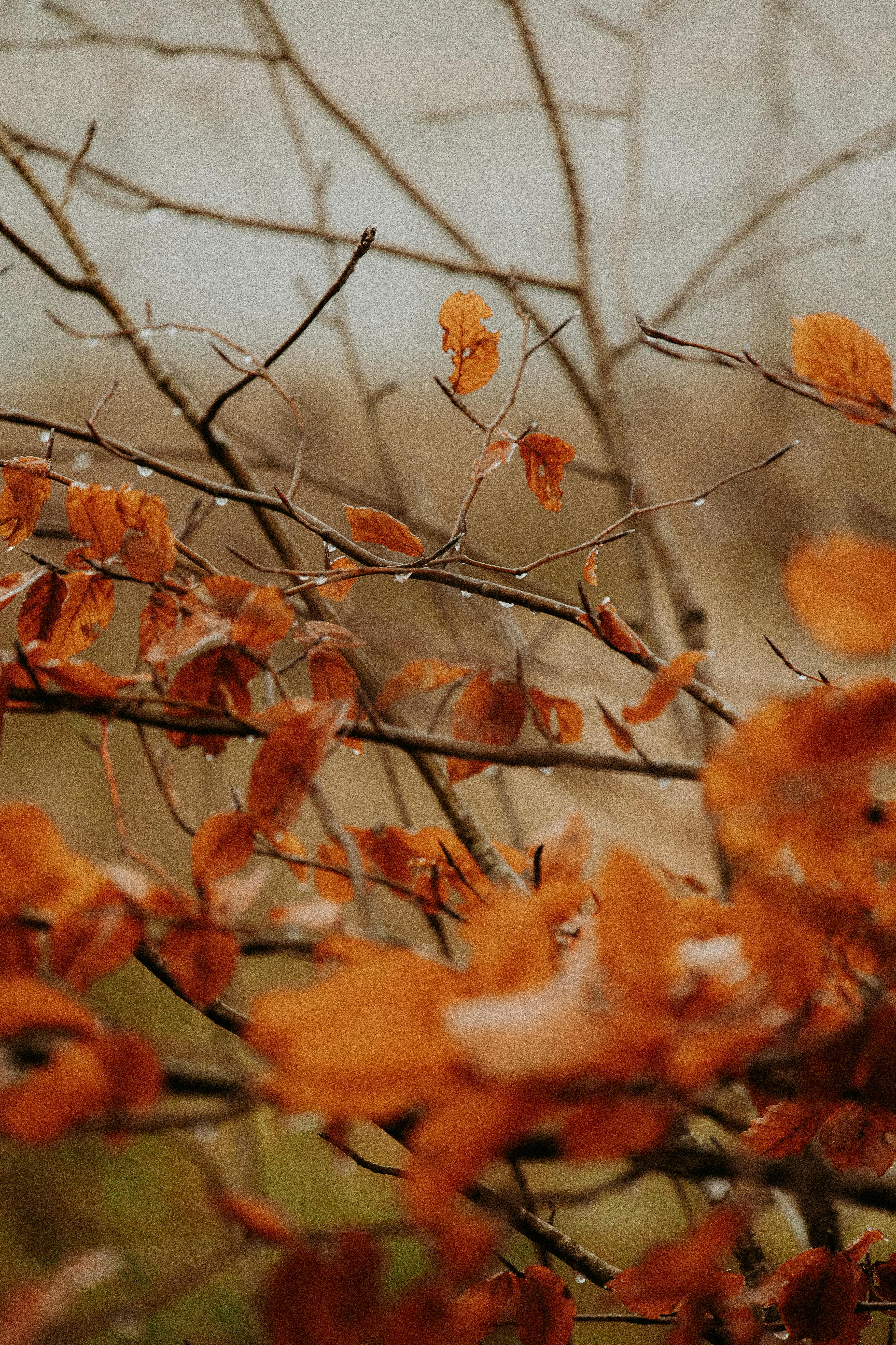 Close-up of orange autumn leaves on branches with a muted background, creating a serene fall scene.