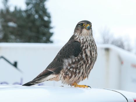 Close-up of a sharp-shinned hawk perched outdoors in Toronto during winter season.