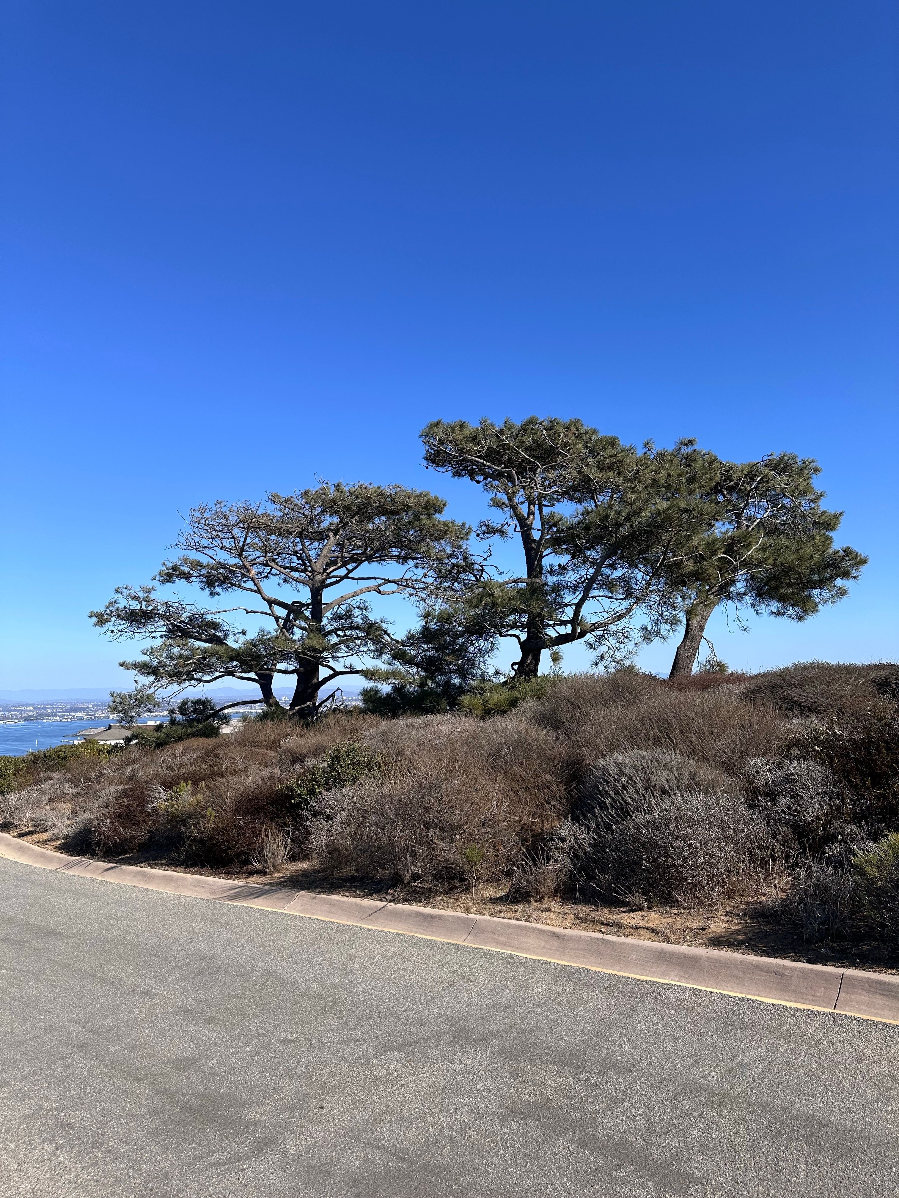 Scenic Coastal Landscape with Pine Trees · Free Stock Photo