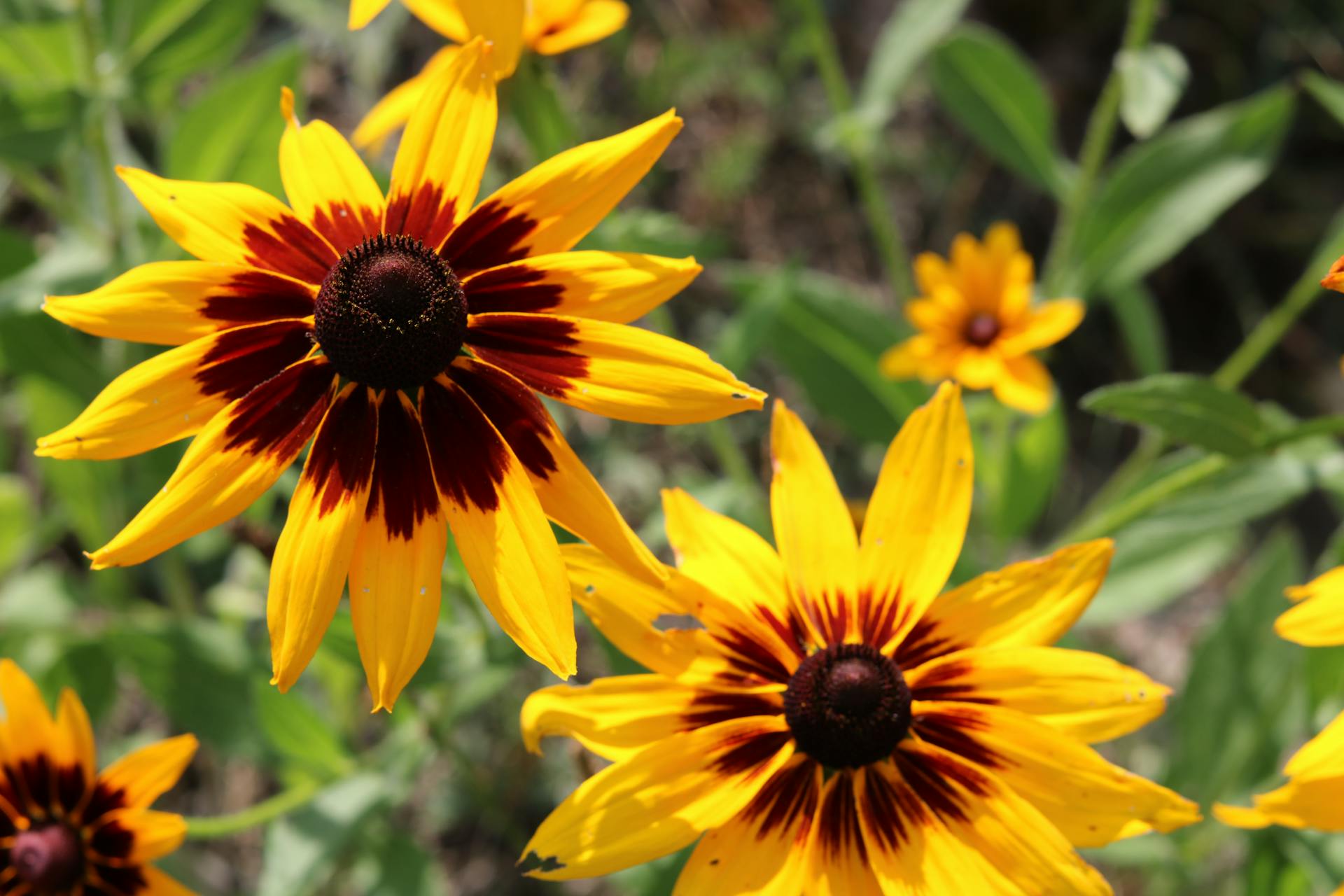 Close-up of vibrant black-eyed Susan flowers with yellow petals and dark centers in full bloom outdoors.