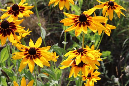 Free Bright Rudbeckia flowers with striking colors flourishing in a sunlit garden during summer. Stock Photo