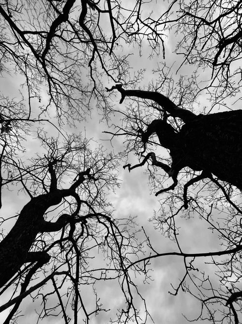 Free Intricate silhouette of bare winter trees against a cloudy sky in black and white. Stock Photo