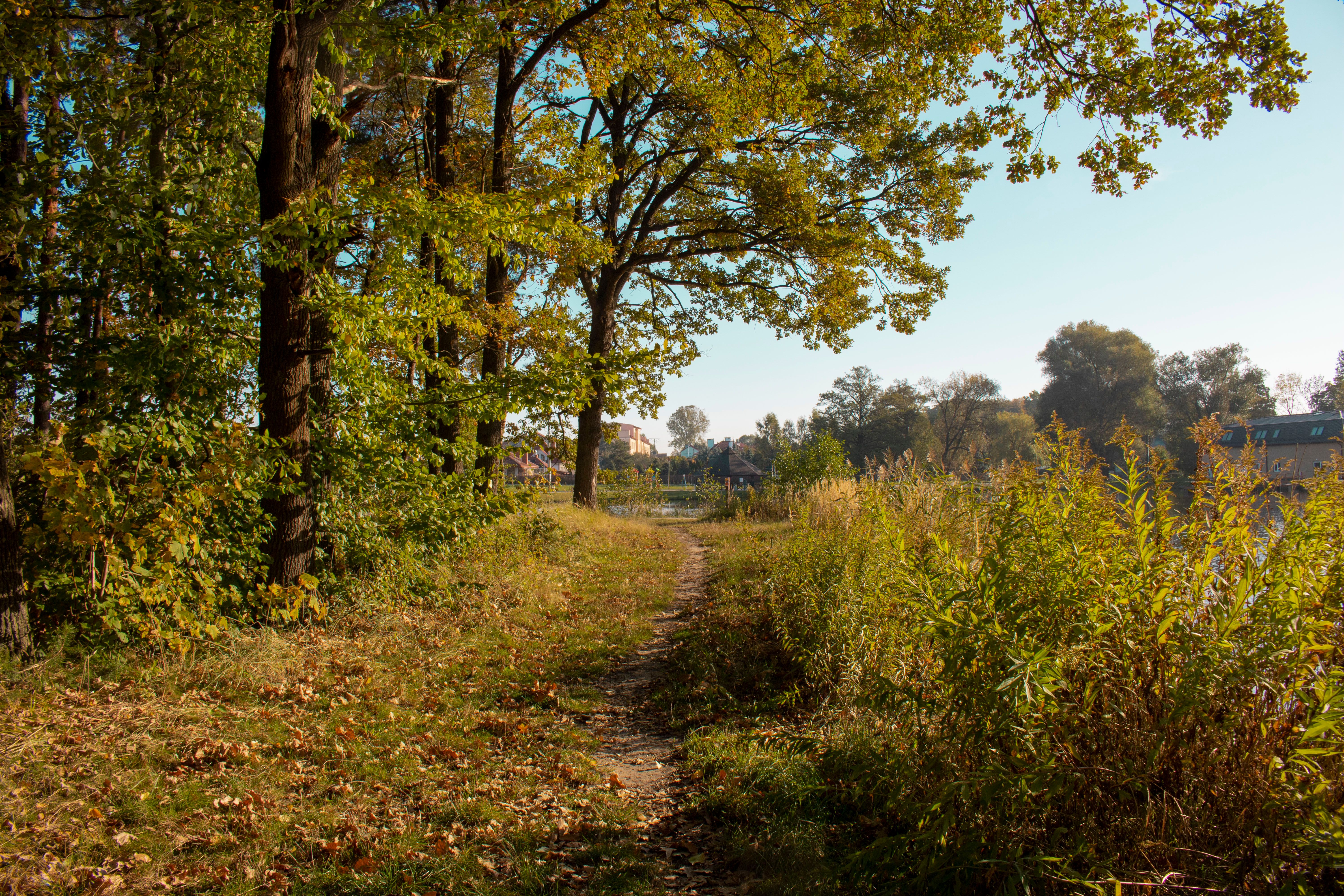 Scenic Forest Pathway in Early Fall · Free Stock Photo