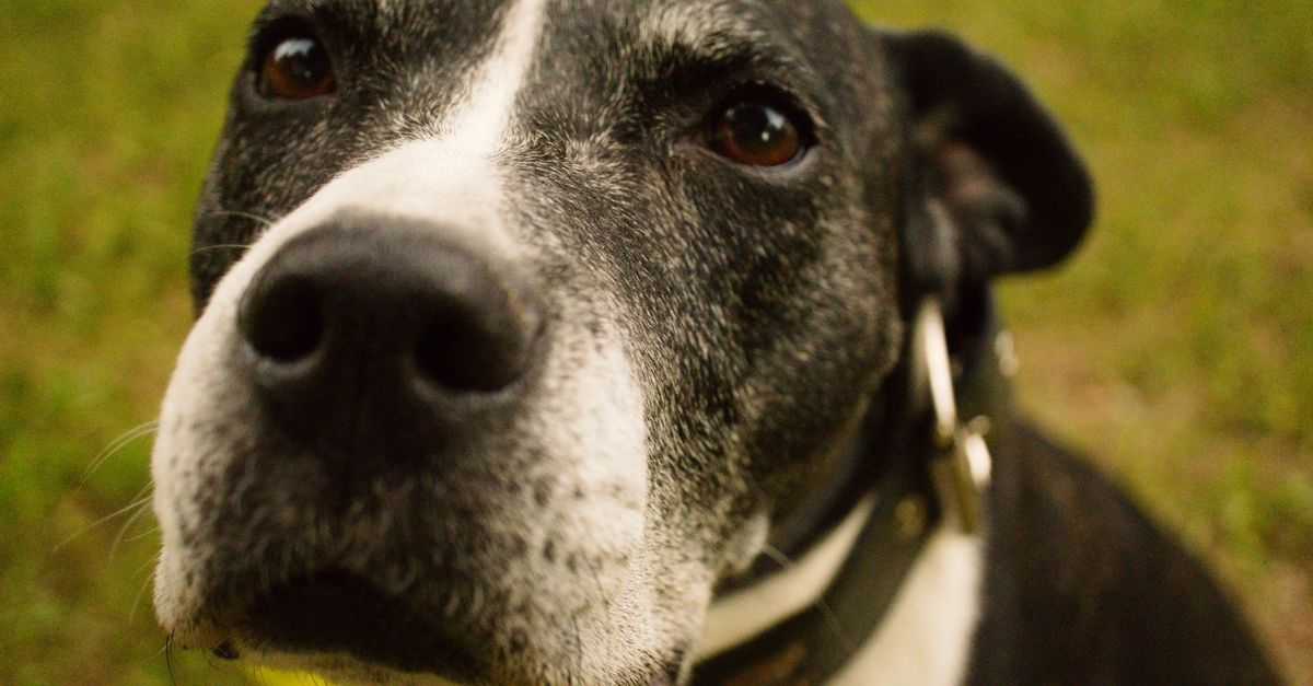 How Much Does a Senior Dog Wellness Blood Panel Cost? A Complete Guide