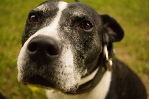 Free A heartwarming close-up of a black and white dog looking curiously at the camera. Stock Photo