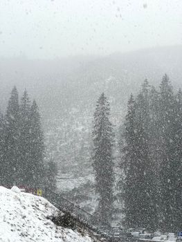 Heavy snowfall in a serene forest in Demänovská Dolina, Slovakia.