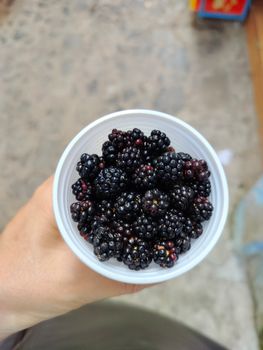 A cup full of ripe blackberries held outdoors, highlighting fresh fruit.