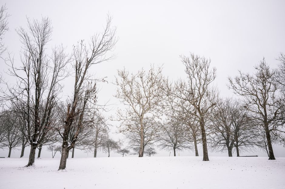 A peaceful winter scene featuring snowy terrain and barren trees in Chicago, Illinois.