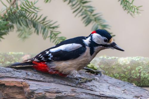 Free Great Spotted Woodpecker perched on a tree, showcasing vivid plumage in a natural setting. Stock Photo