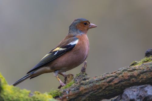 Free A beautiful male chaffinch perched on a mossy branch in the wild. Stock Photo