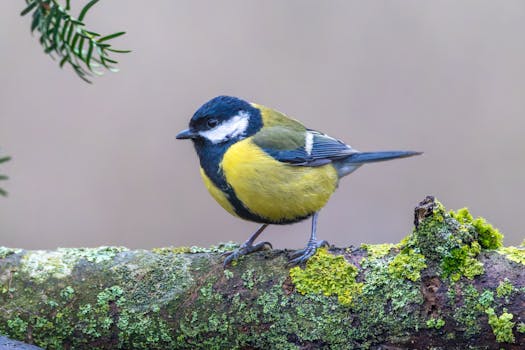 صورة توضيحية لـ ما هو تويتر وكيفية استخدامه - تويتر