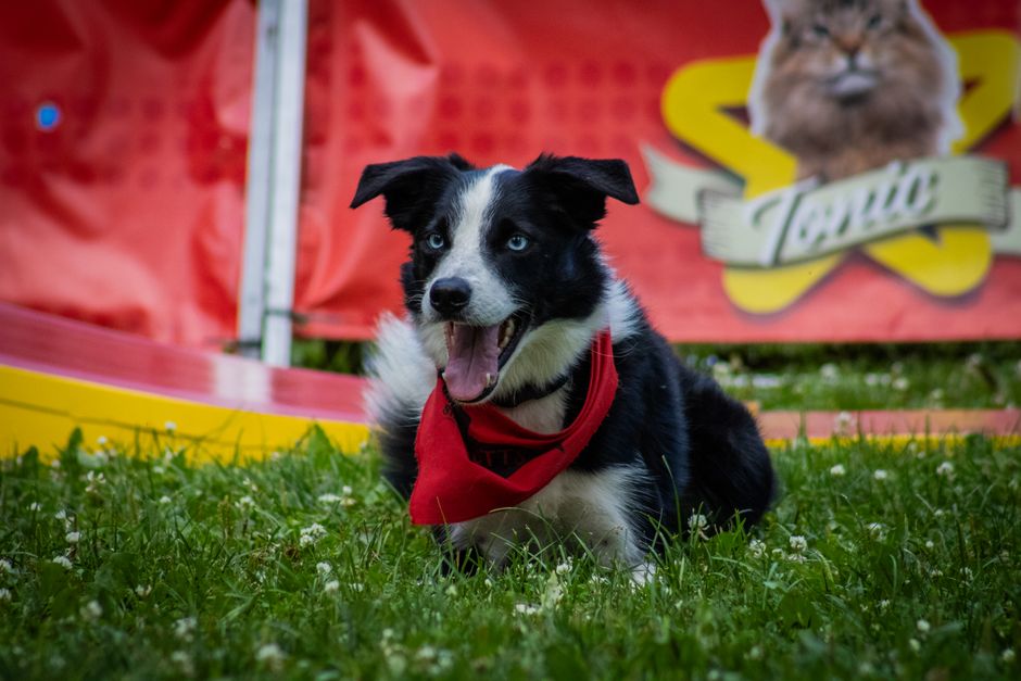 Au terrain — Cours d'agility à Cepoy