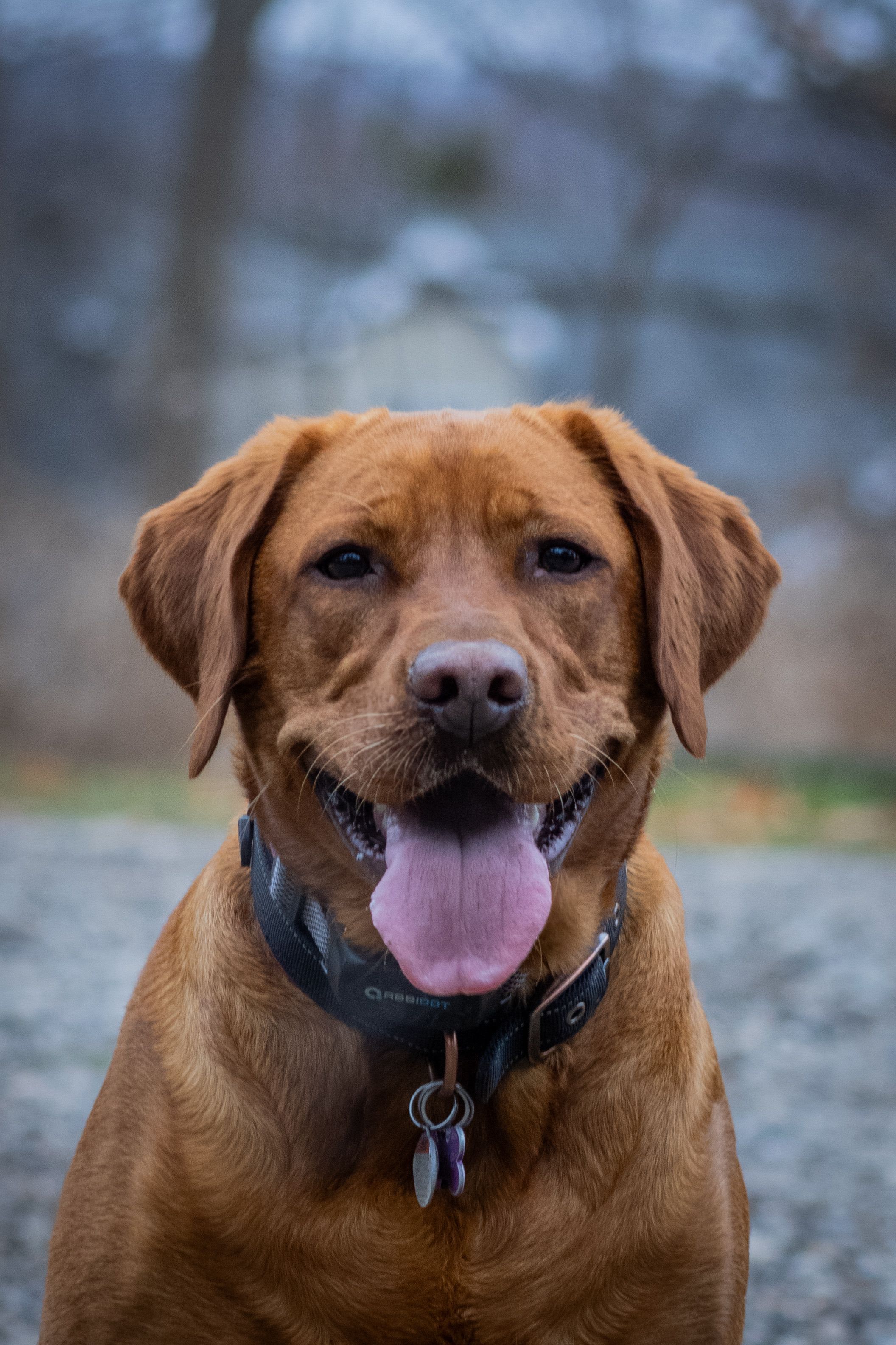 Friendly Labrador Retriever with collar outdoors, showing playful demeanor.