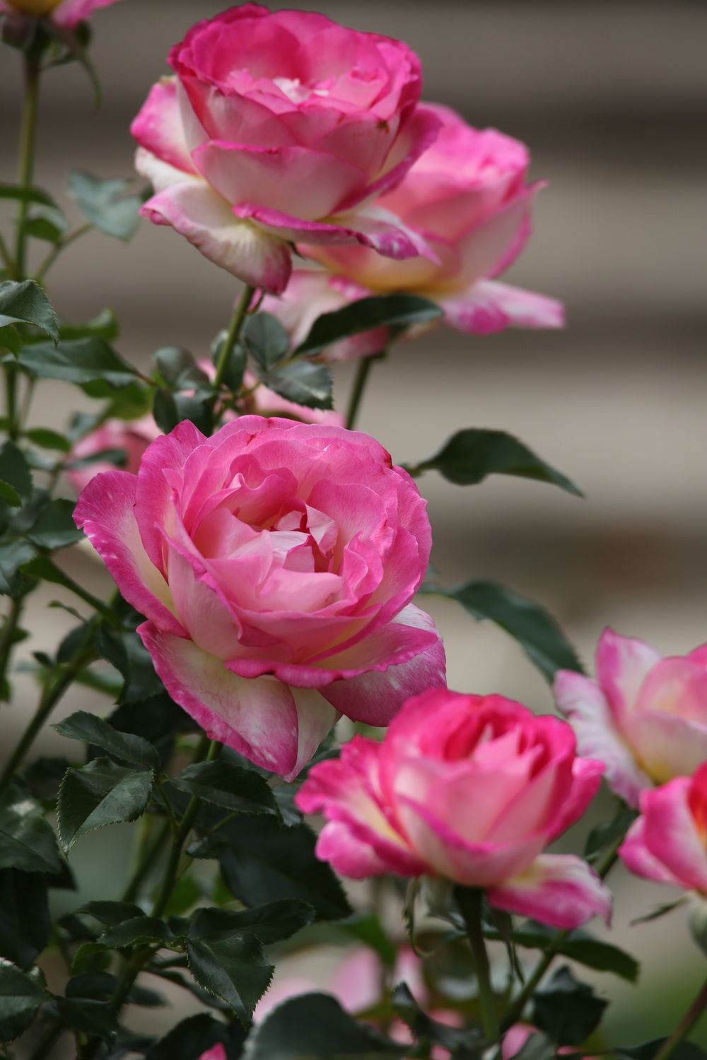 Blomming Roses Vibrant Pink Roses Blooming in Garden · Free Stock Photo