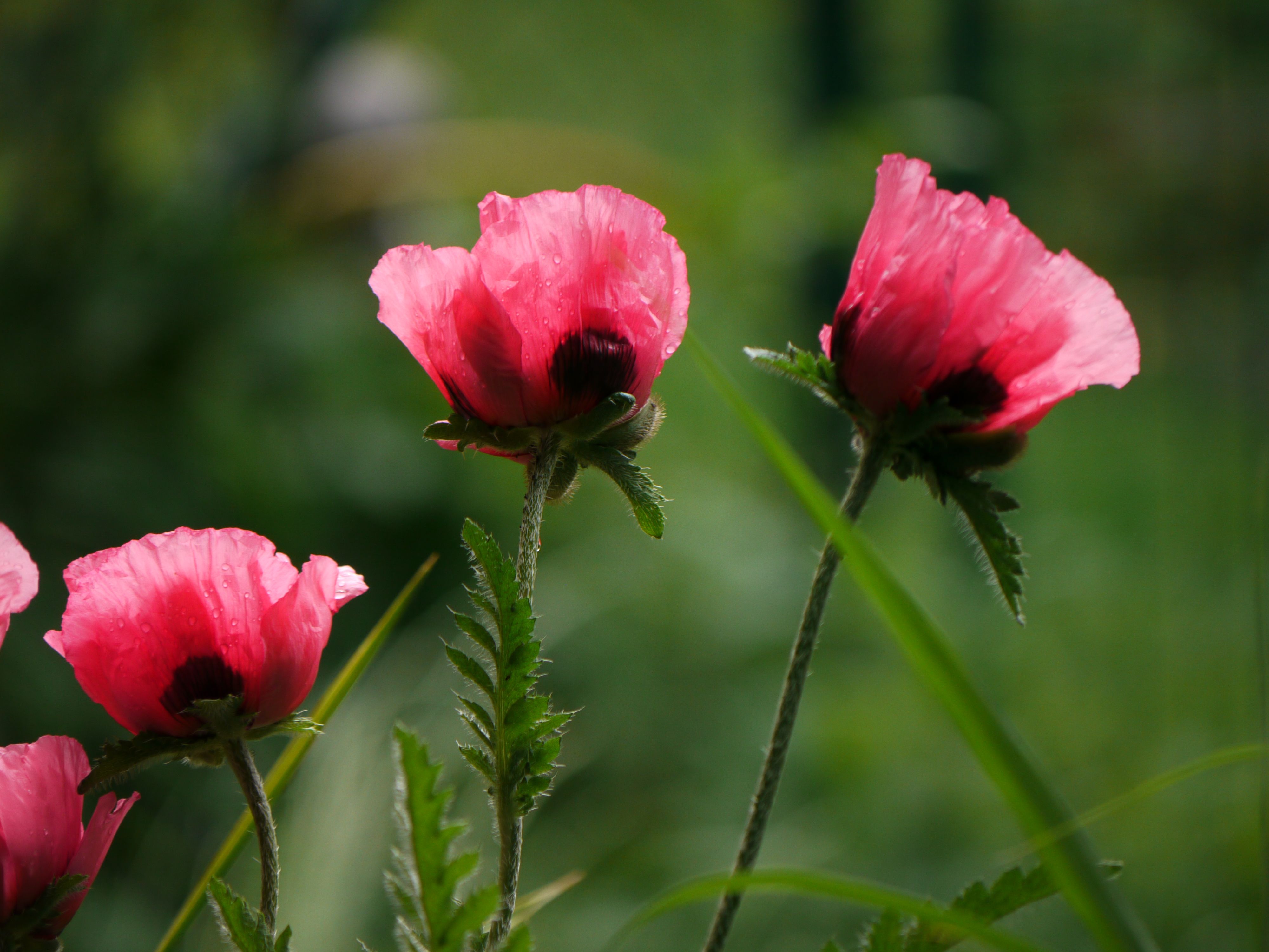 oriental poppy foliage dying back uk