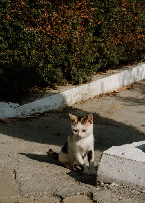 Free A small calico cat sitting in a sunny urban setting with greenery. Stock Photo