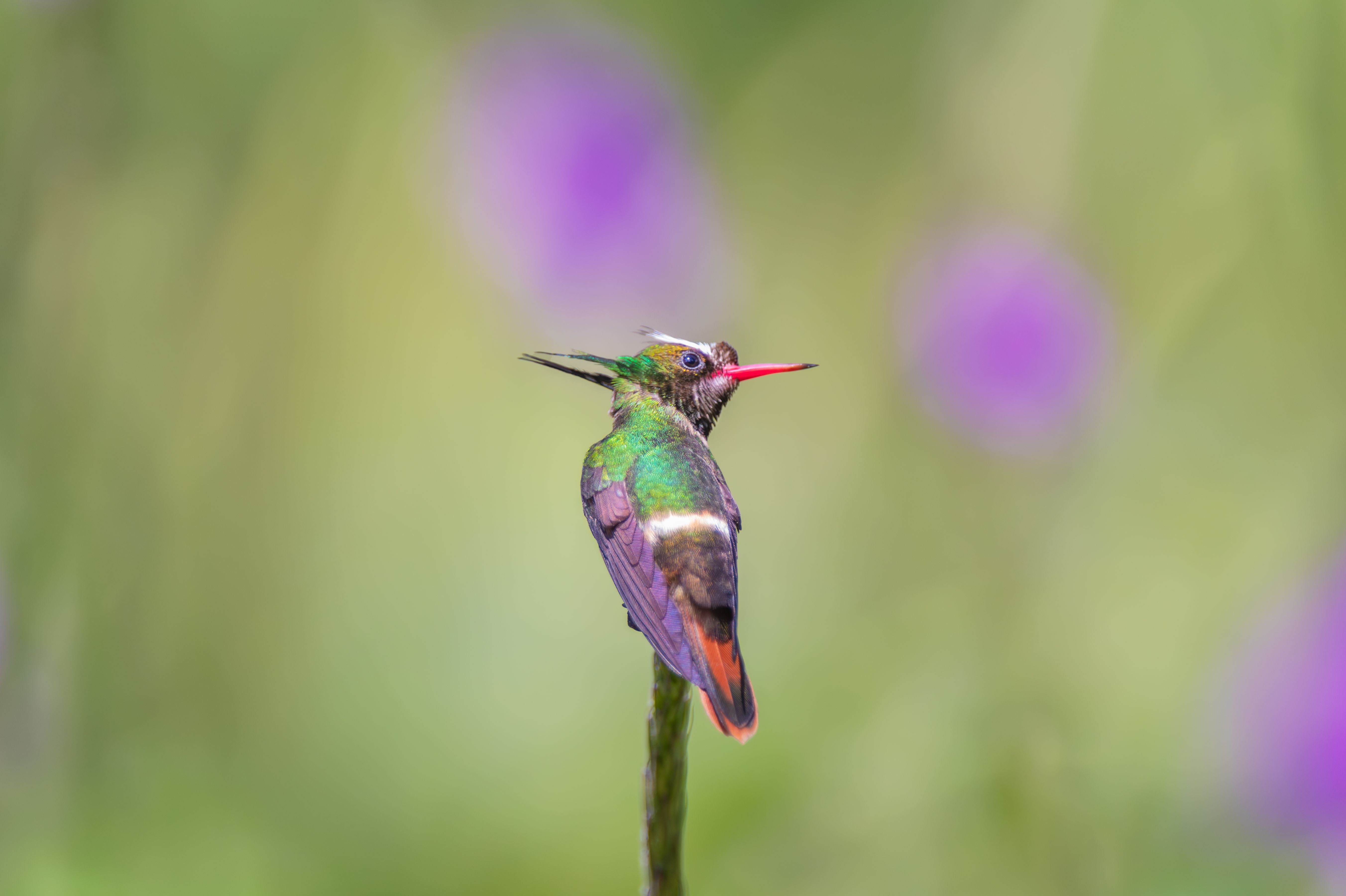 Colorful Hummingbird Perched in Costa Rica Garden · Free Stock Photo