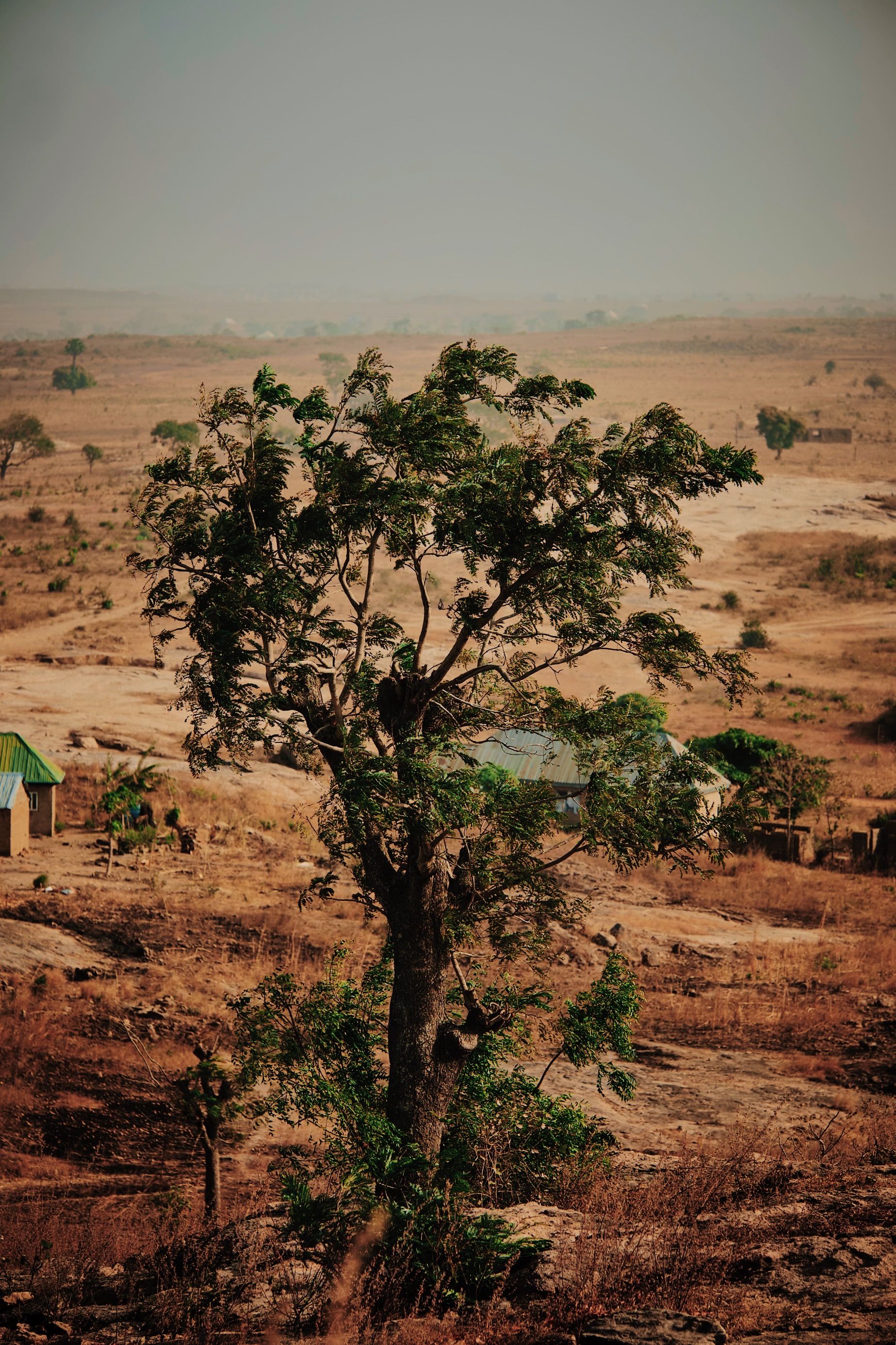 Lonely Tree in the Arid Landscape of Karuga, Nigeria · Free Stock Photo