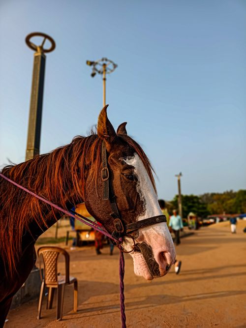 Free Beautiful close-up of a brown horse with white markings, standing outdoors. Stock Photo
