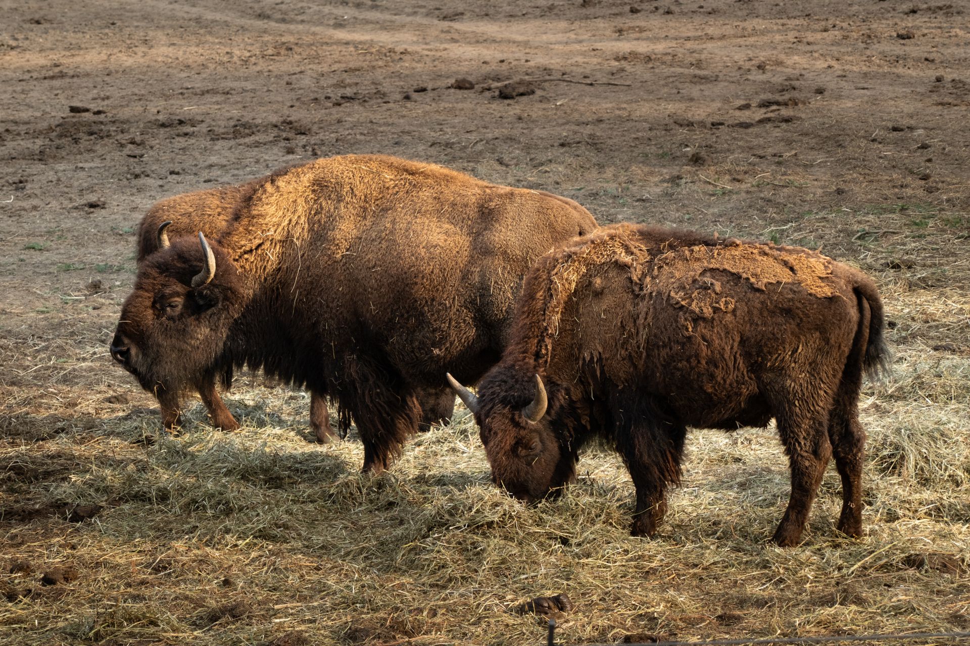 A serene scene of American bison grazing in a rural setting during fall, showcasing ecological balance.