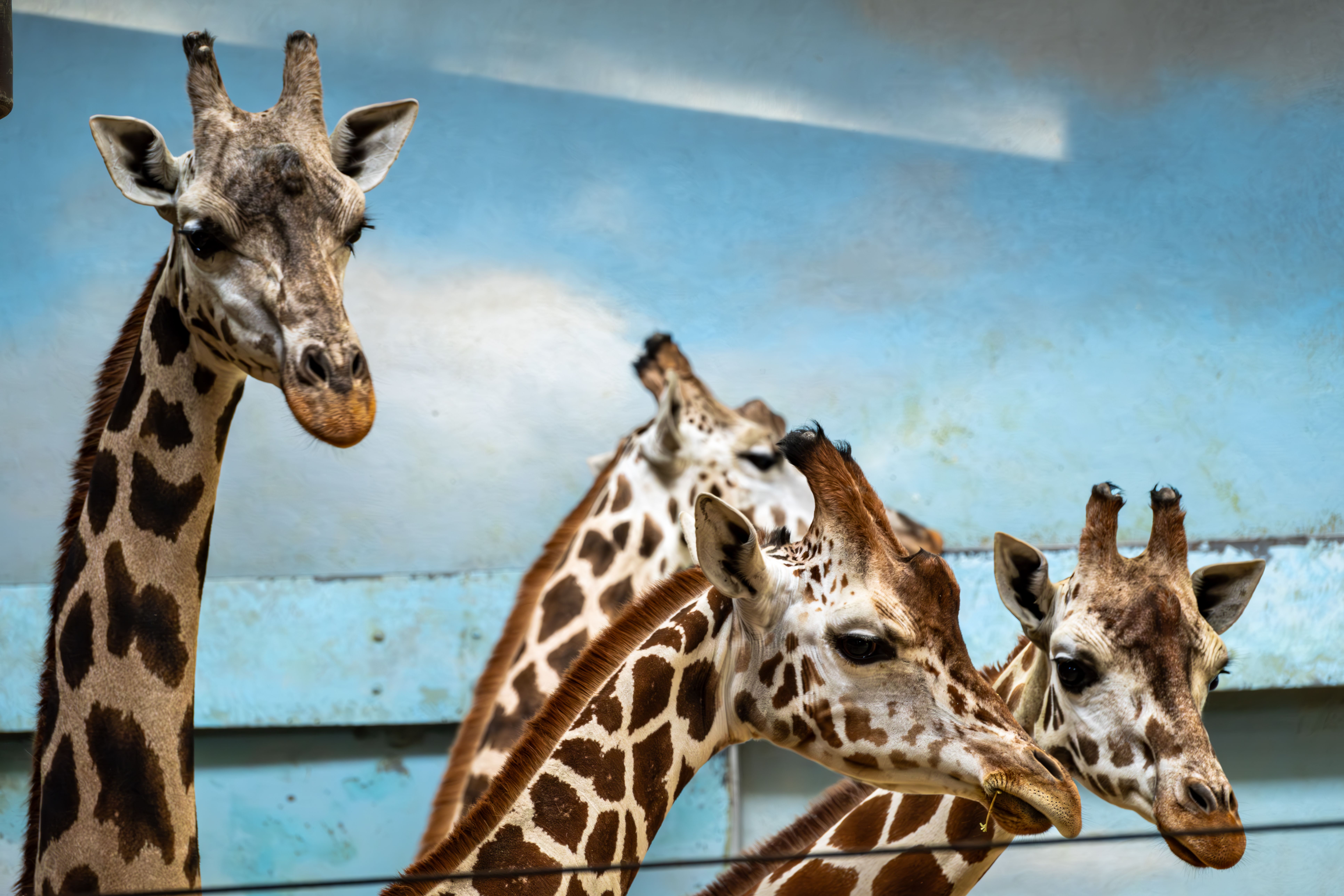 A group of graceful giraffes with spotted patterns indoors at a zoo exhibit.