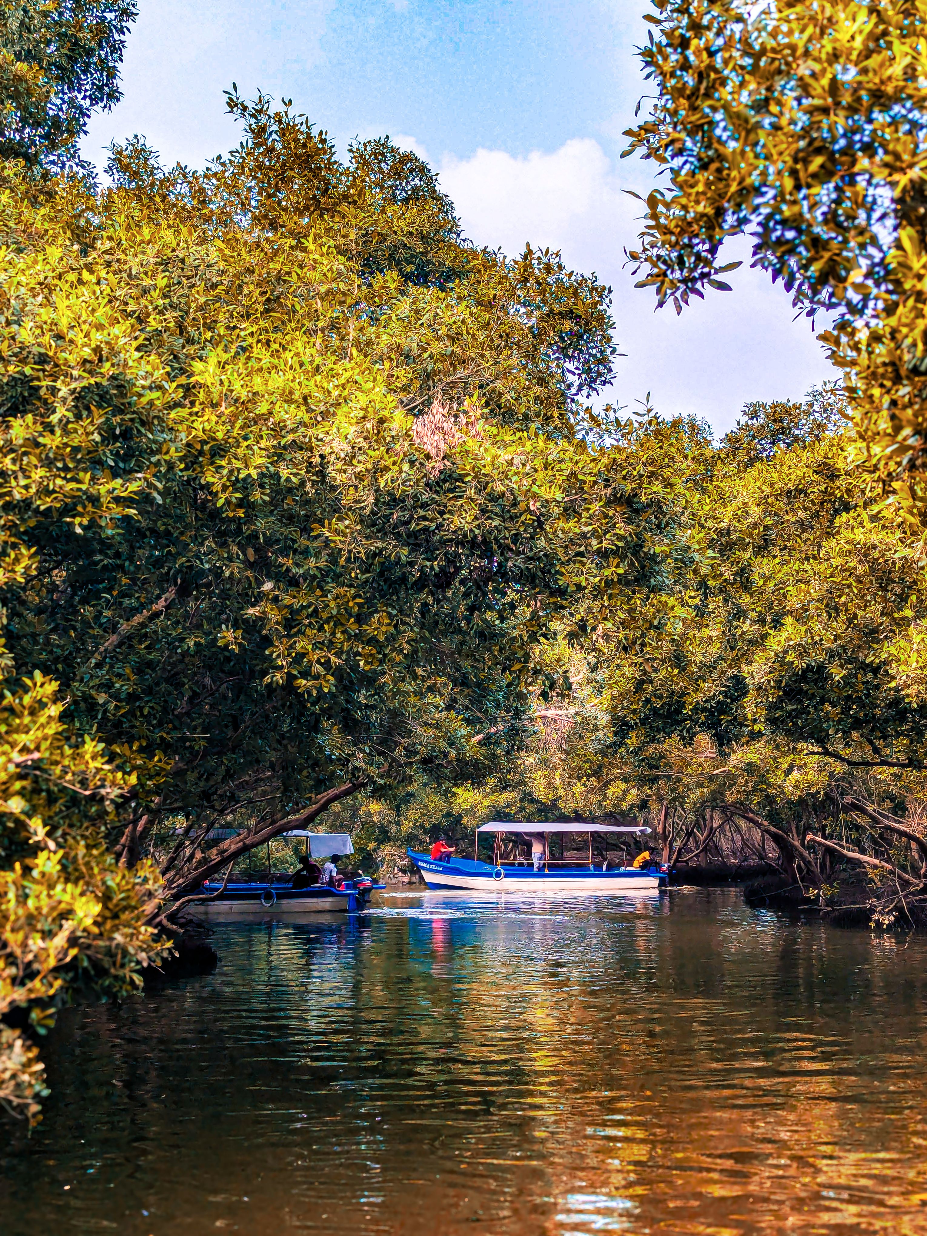 Explore a tranquil boat ride navigating a dense mangrove forest by day.