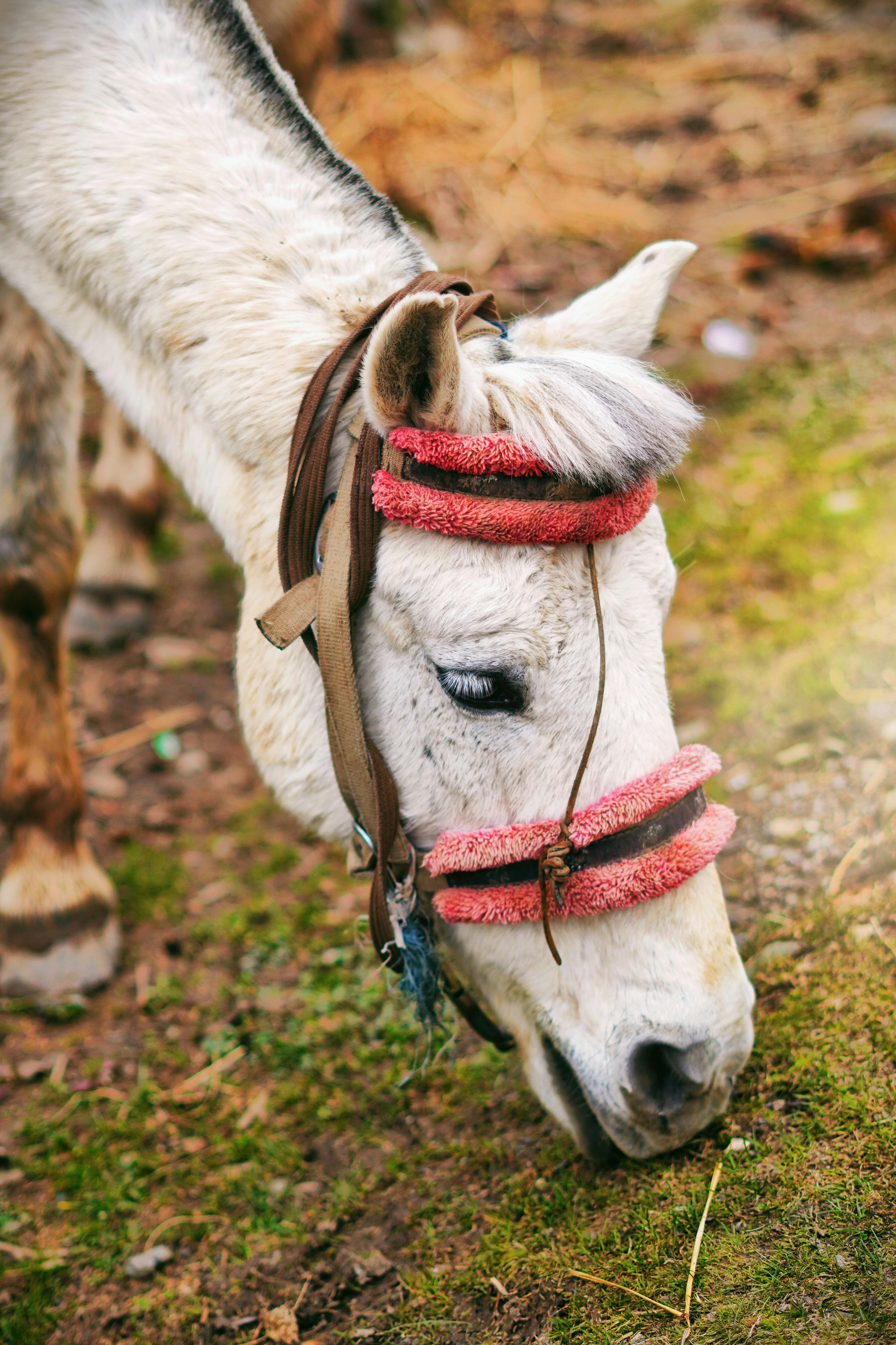 white horse grazing in srinagar outdoors