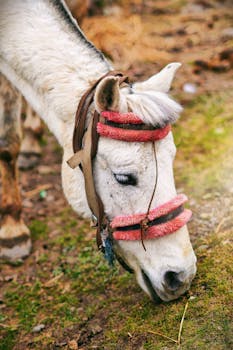 Beautiful white horse grazing on grass in Srinagar, showcasing serene outdoor wildlife.