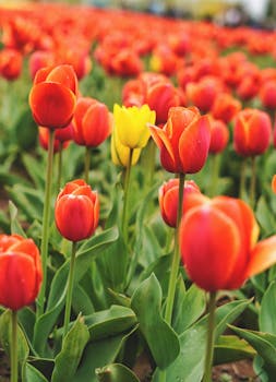 A stunning field of red and yellow tulips blooming in Srinagar during spring.